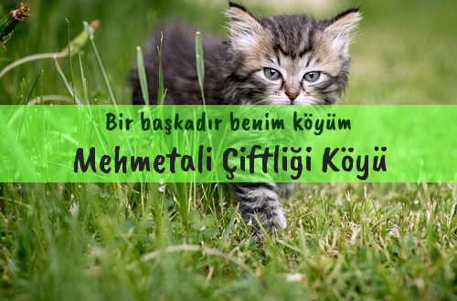 Mehmetali Çiftliği Köyü